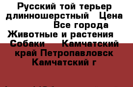 Русский той-терьер длинношерстный › Цена ­ 7 000 - Все города Животные и растения » Собаки   . Камчатский край,Петропавловск-Камчатский г.